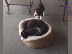 Onstuimige kat geneukt door haar sletterige vriendin