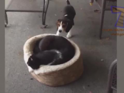 Esposa de gato magro quente tentando uma preta