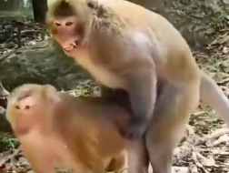 Joli couple d'animaux partageant leur bite